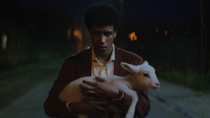 Stray Sheep Teaser - Patta